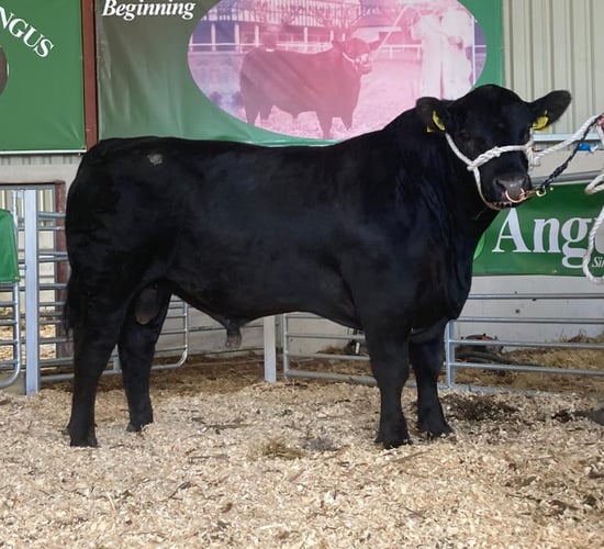 Lisduff Angus bull sale achieves top price of €6,000