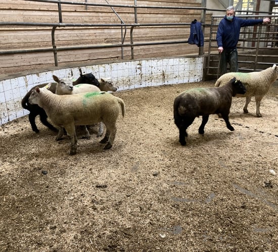 Northern sheep trade: Lamb prices look set to come under pressure