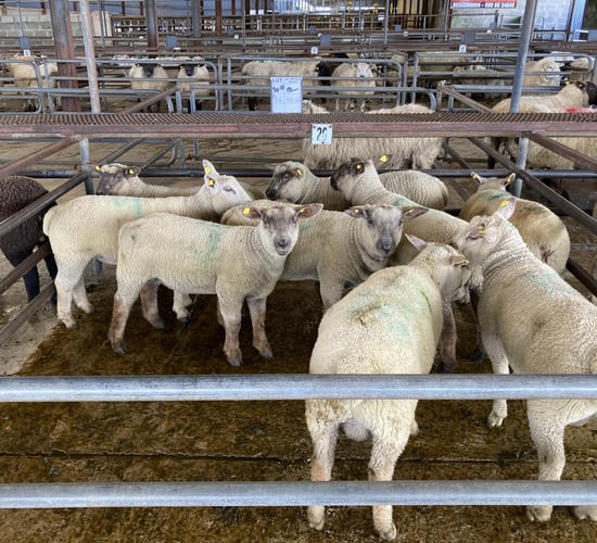 Improvement seen in the spring lamb trade at marts