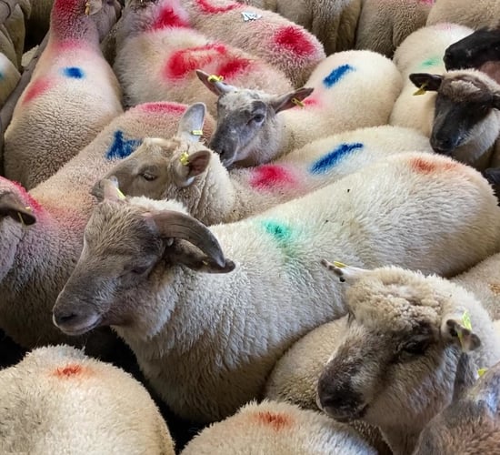 Sheep throughput and prices fall in Great Britain