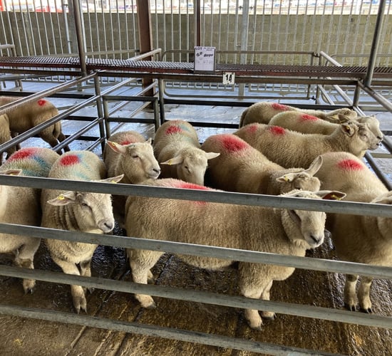 Improved trade on last week at sales on Monday as lambs hit €193/head at Corrin