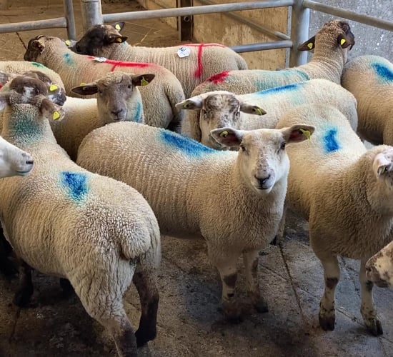Increasing supplies leading to lamb prices falling in Great Britain
