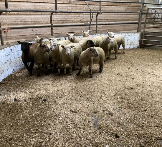 Sheep trade: Spring lamb prices topping €7.90-8.00/kg