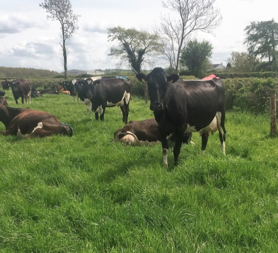 Breeding: Keeping up with heat detection and submission rates
