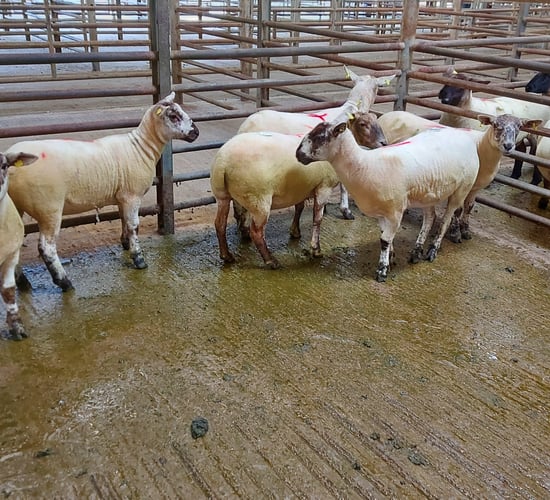 Pics: Early signs look positive as ewe hoggets top €234 at Enniscorthy