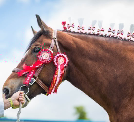 Royal Highland Showcase reveals equestrian entry figures