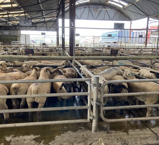 'Right good trade for lambs; cull ewes were a small bit quieter'