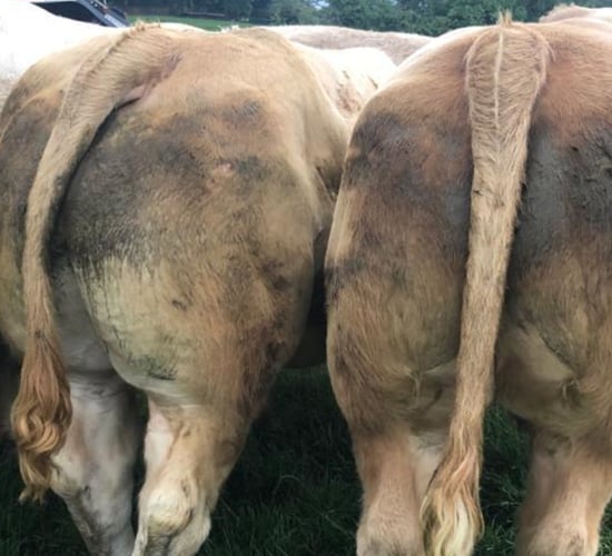 Full clearance of over 500 bullocks at Carnaross Mart