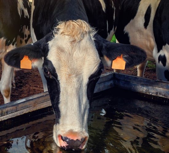 Water quality and quantity are critical for optimum animal health