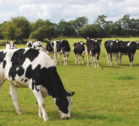Is contract rearing heifers more viable due to the nitrates banding?