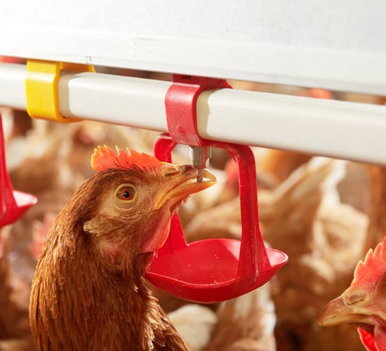 Poultry red mite product first in EU to include animal welfare improvement