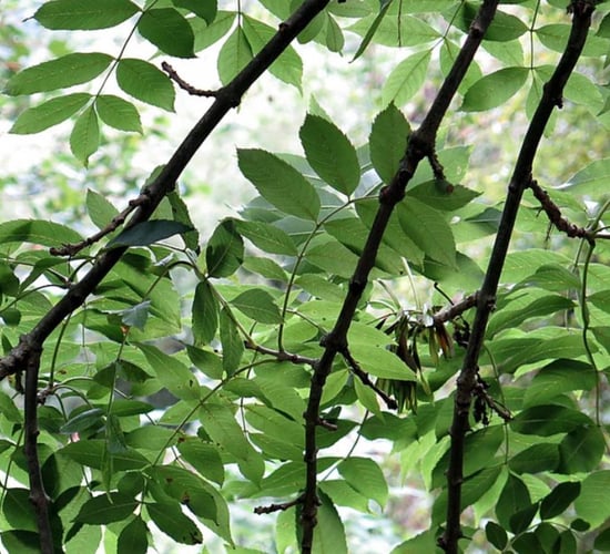 Councillor calls for changes to roadside tree legislation