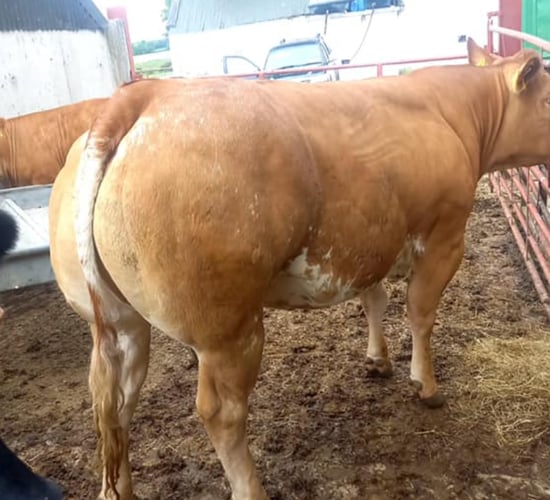 Limousin heifer takes top price at Carnew Mart