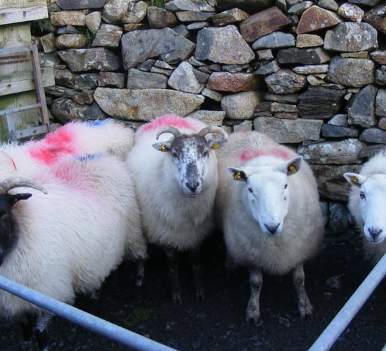 Cladoir Sheep Conservation Project launched in Connemara