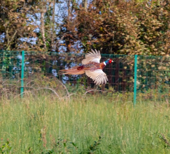 90% of assembly's recommendations on biodiversity 'in progress'