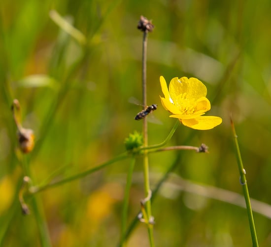 200 events planned for National Biodiversity Week