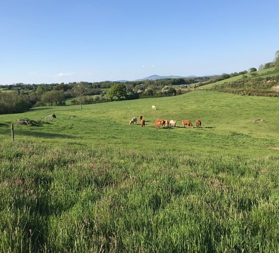 Killabeg roadside holding for sale by online auction
