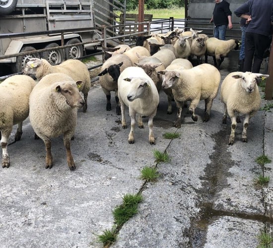 Sheep kill: Spring lamb throughput breaks 40,000