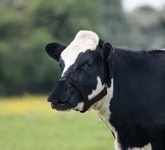 Tackling emissions through methane-busting masks for cows