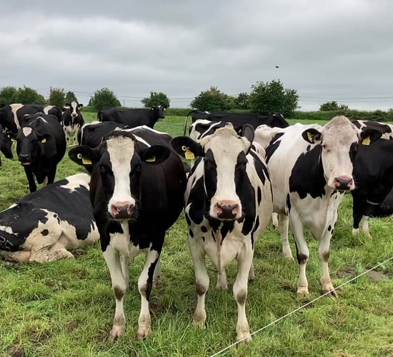 North Cork Creameries CEO appointed as new chair of DII