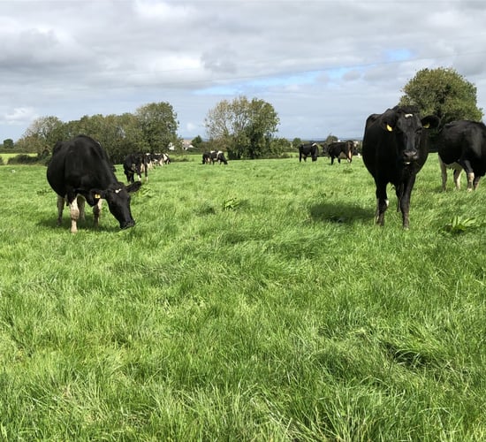 Alltech ONE: 'The dairy story is not told well enough'