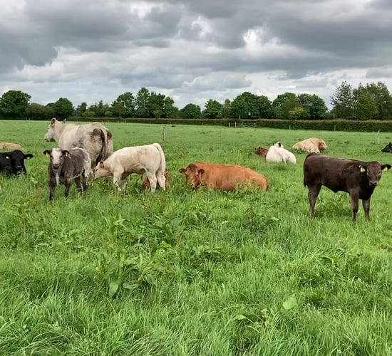 Parasite control: Do calves need a worm dose yet?