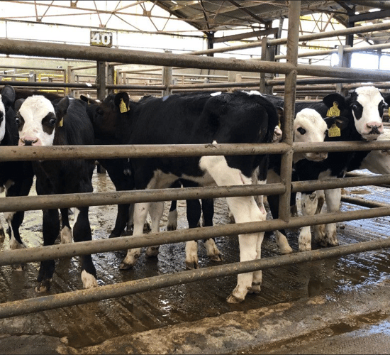 Calf trade: Numbers holding at Enniscorthy Mart