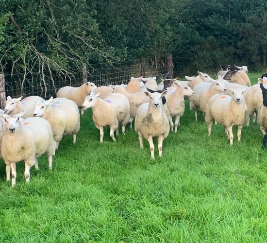 Prices for Irish lamb dropped by 5% for farmers in 2023