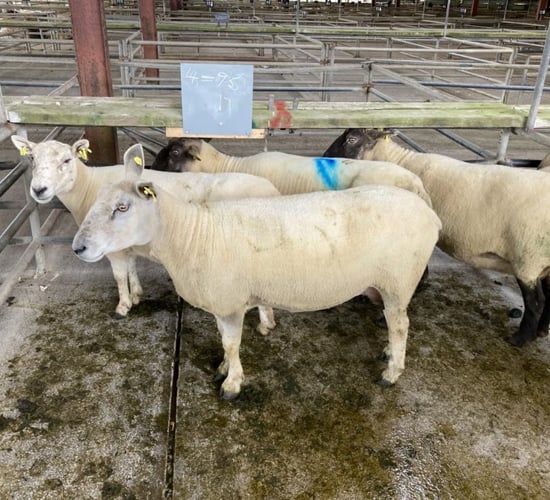 Sheep marts: Trade for cull ewes ramps up at many sales, as prices breach €200/head
