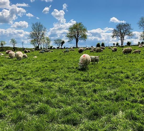 Sheep Focus: Building up a flock of 300 purebred Lleyn ewes in the space of 7 years