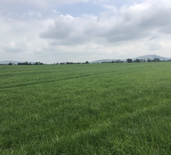 Teagasc considering weather-style warnings for grasslands