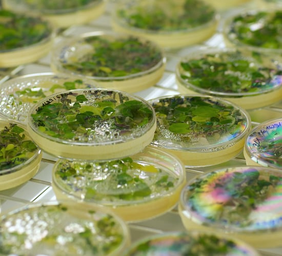 Agriculture not to blame for algae on Lough Neagh - Poots
