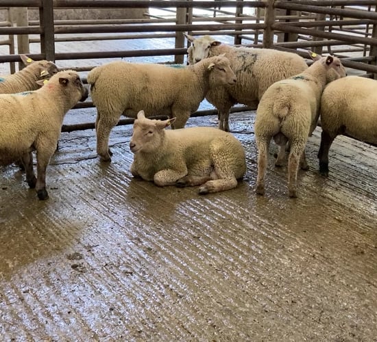 Northern sheep trade: 30-55p/kg hit in prices for lambs