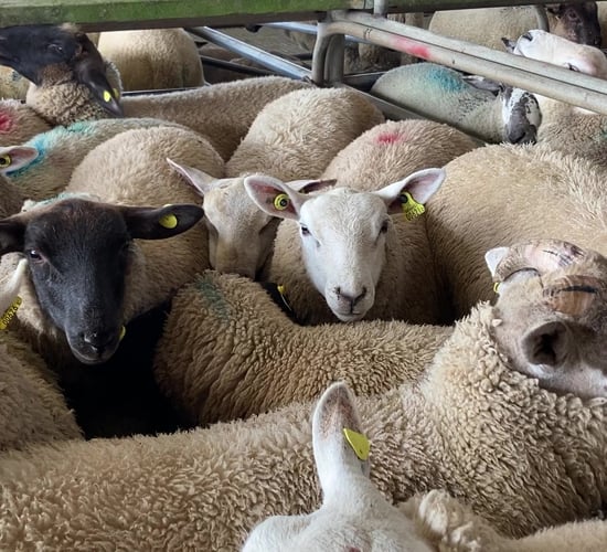 Pics from the mart: Lambs top €170/head at Athenry on Monday