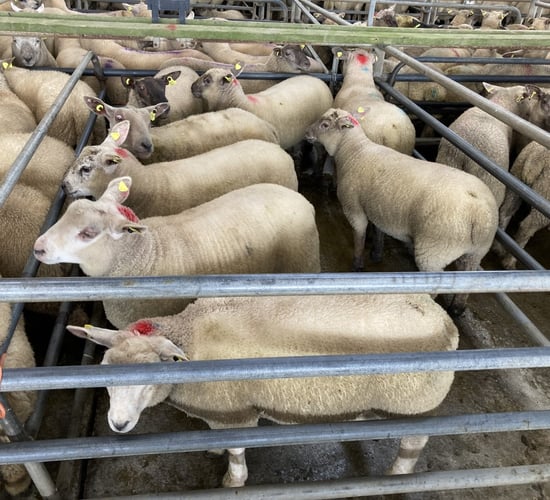 Northern sheep trade: Lamb prices take a 15-20p/kg hit