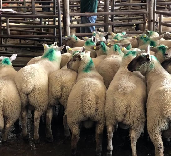 Value of Irish sheepmeat exports for the first 4 months of 2021 total €126 million