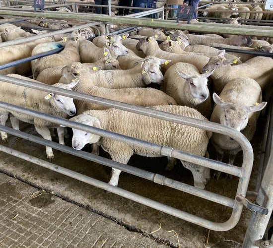 Sheep kill: Throughput breaks 55,000 head for last week