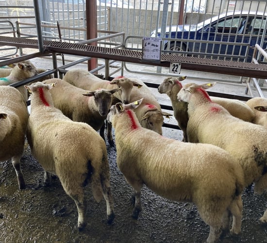 Pics from the mart: Lambs make up to €159/head at Roscommon