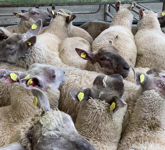UK sheepmeat exports for June back 37% on the same month last year