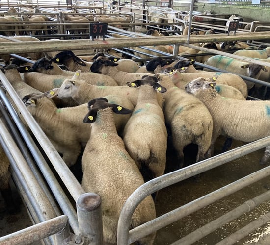 Exports of sheepmeat from the UK down 18% in April