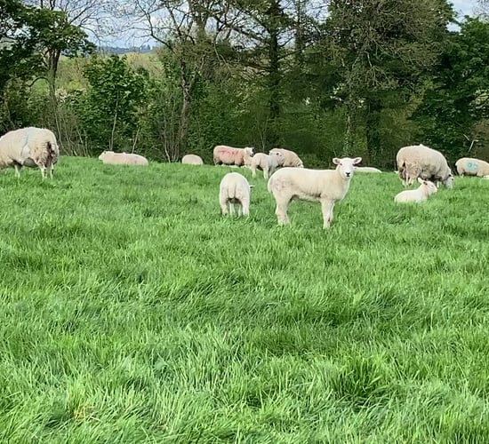 Average deadweight lamb prices in NI for May up £28 from last year