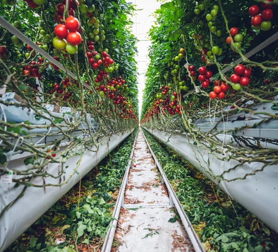 Novel practices of indoor, urban and vertical farming set to grow