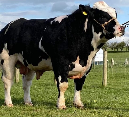 From Cork to Carlisle: Bull bred in Bandon sells for 15,000gns