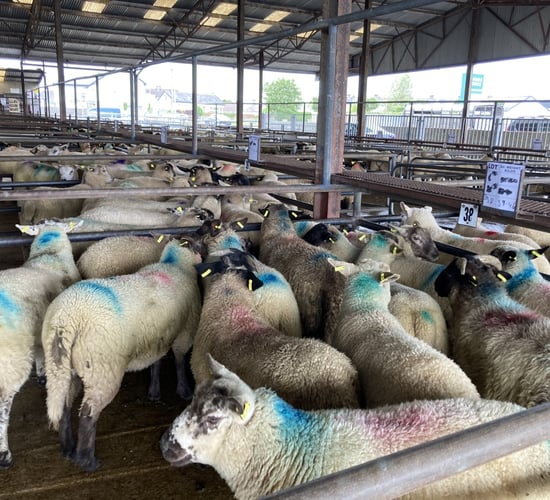 'Lamb prices improved by €3-4/head on last week' - Maura Quigley