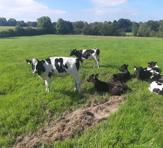 Stolen calves returned to farm of owner