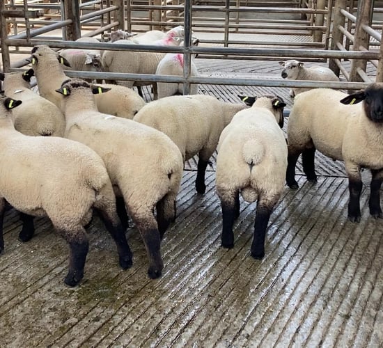 Sheep trade: Lamb prices steady at some sites this week