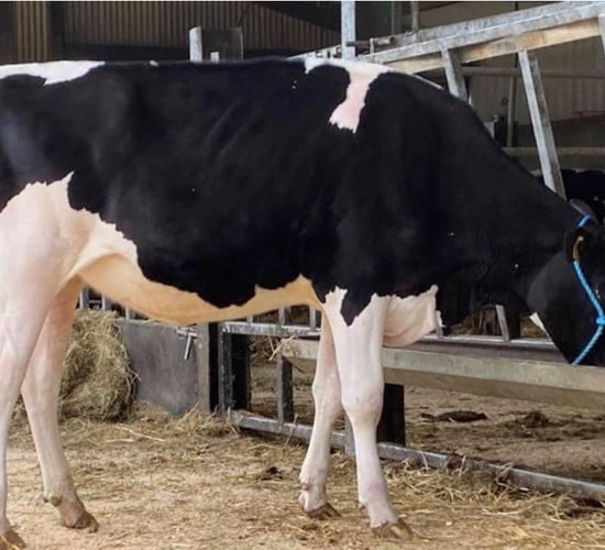 Dalevalley sky-high protein sale achieves top price of 10,500gns