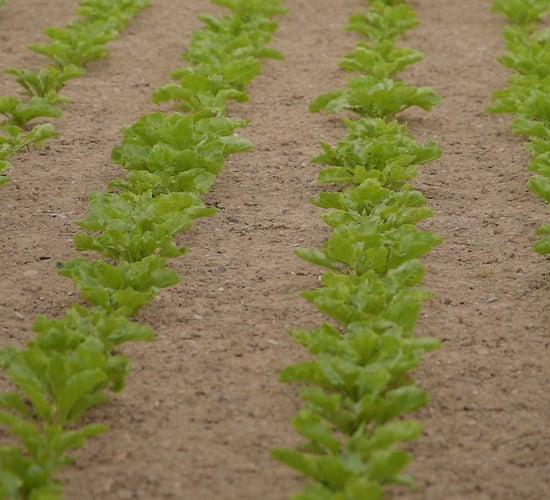 CropsWatch: Targeting Beet Inputs towards Crop Performance