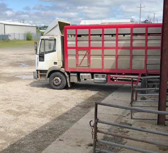 Figures show a further tightening of NI lambs coming south for direct slaughter
