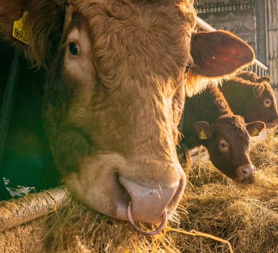 Dominance of beef farming in midlands and border region